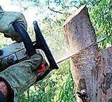 Best Tree Disease Treatment  in Somerset, NJ