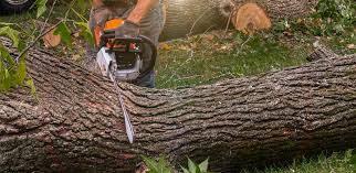 Best Lawn Maintenance Plans  in Somerset, NJ