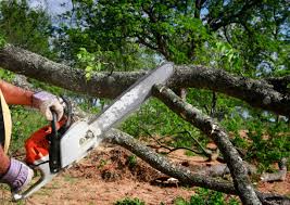 Best Storm Damage Tree Cleanup  in Somerset, NJ