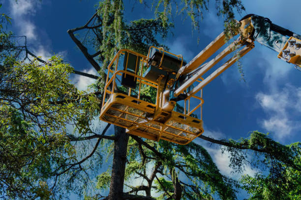 Best Tree Health Inspection  in Somerset, NJ