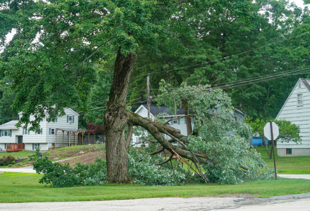 Best Emergency Tree Removal  in Somerset, NJ