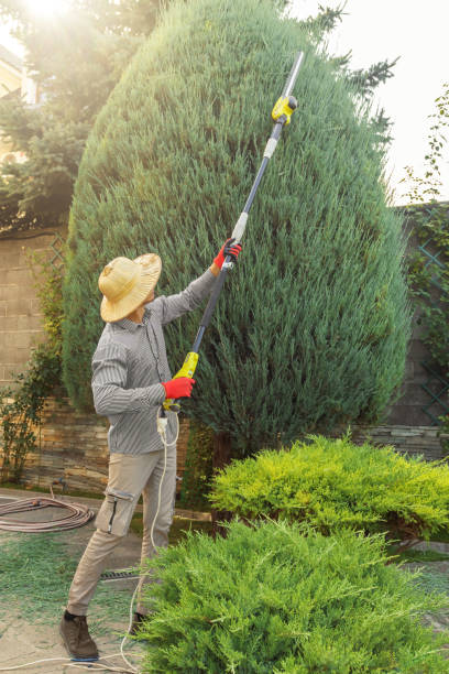 Best Commercial Tree Services  in Somerset, NJ