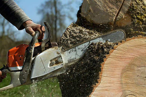 Best Weed Control  in Somerset, NJ